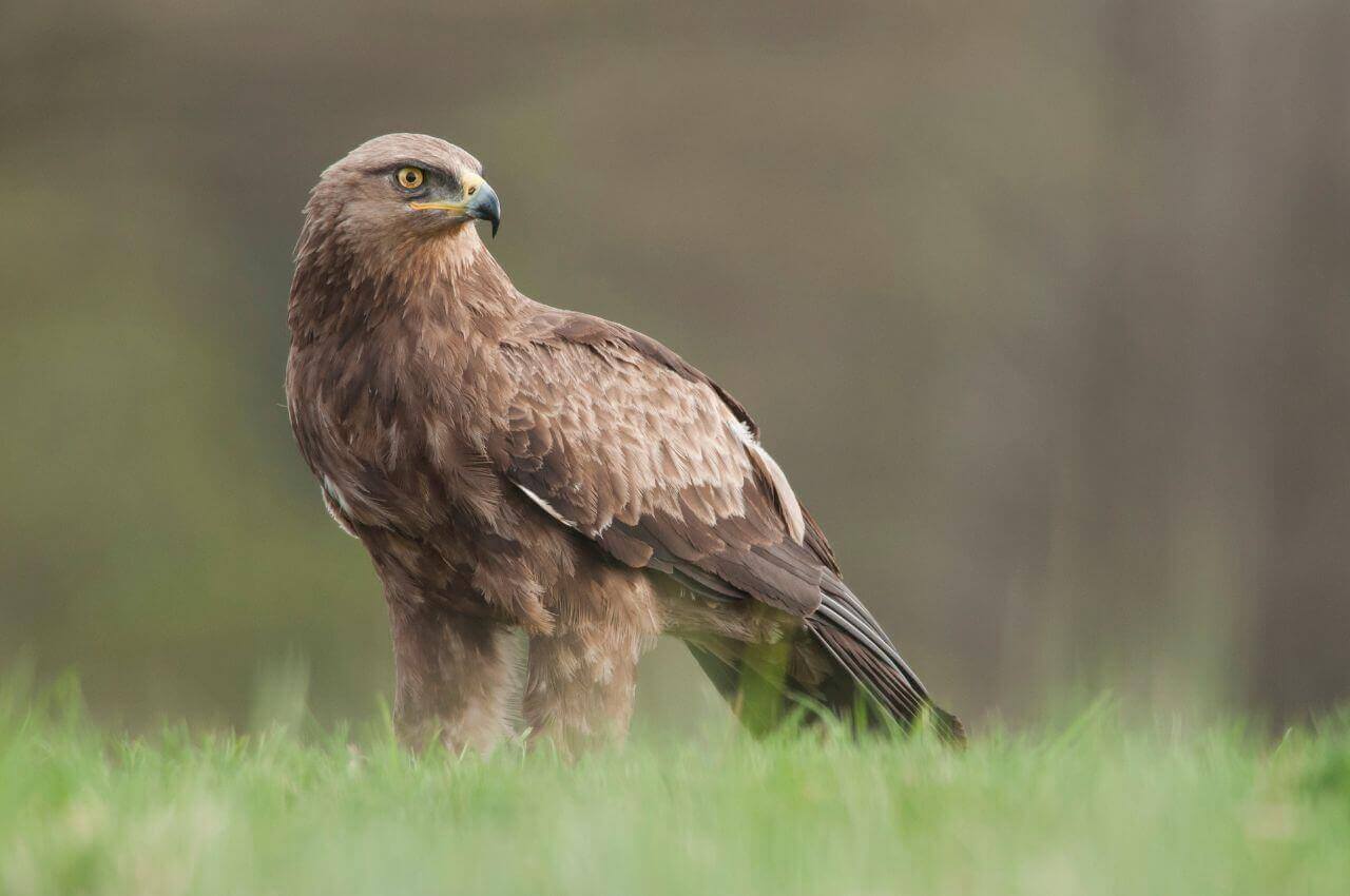 Jak wygląda Orlik Krzykliwy?