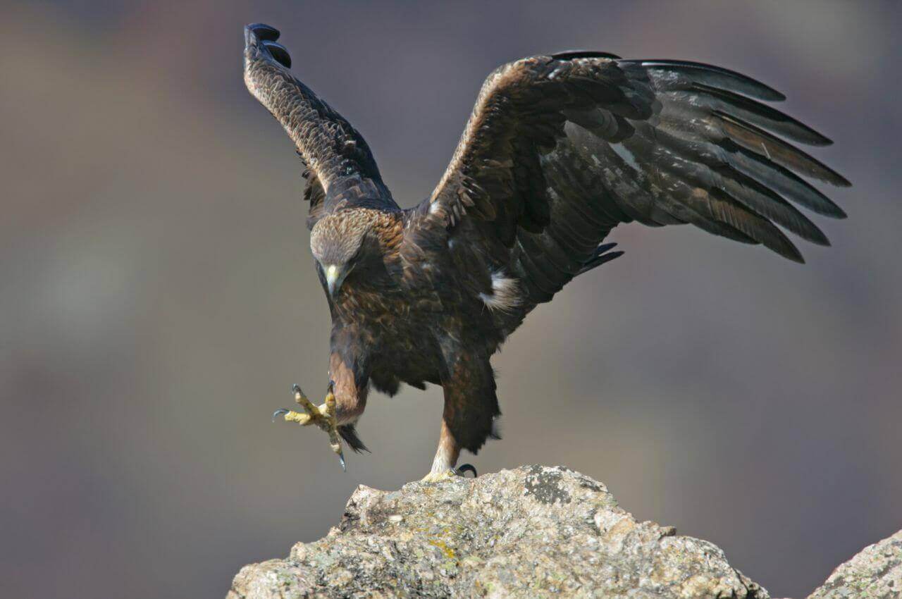 Jak wygląda Orzeł Przedni?