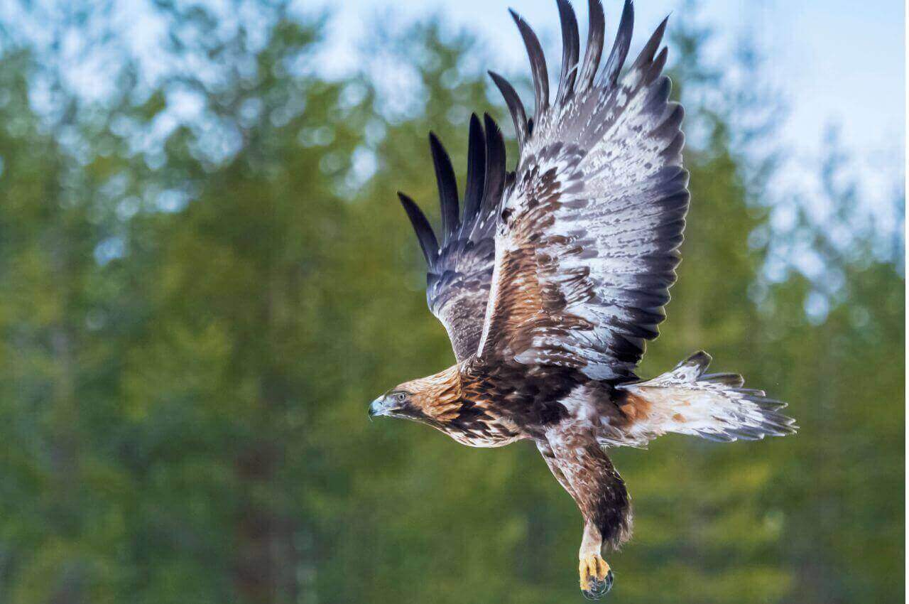 Jak wygląda Orzeł Przedni?