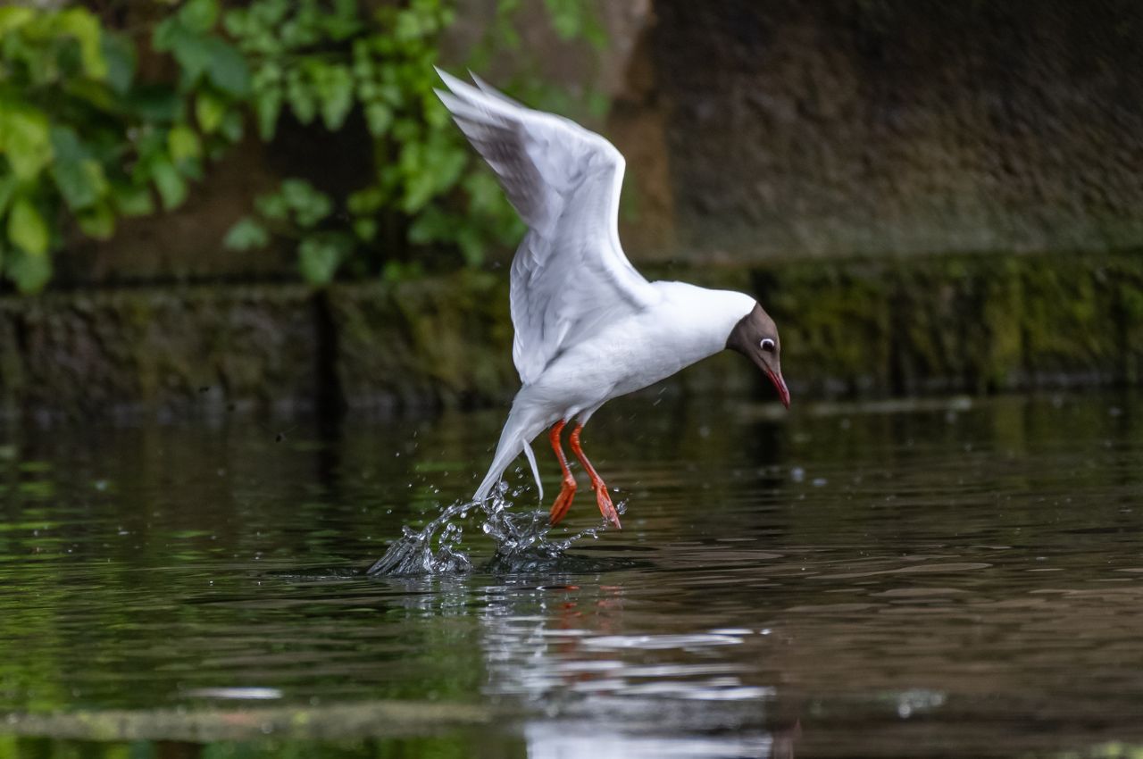 Jak wygląda Mewa Śmieszka?