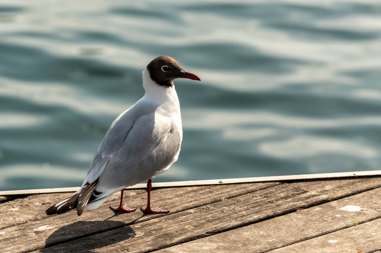 Jak wygląda Mewa Śmieszka?