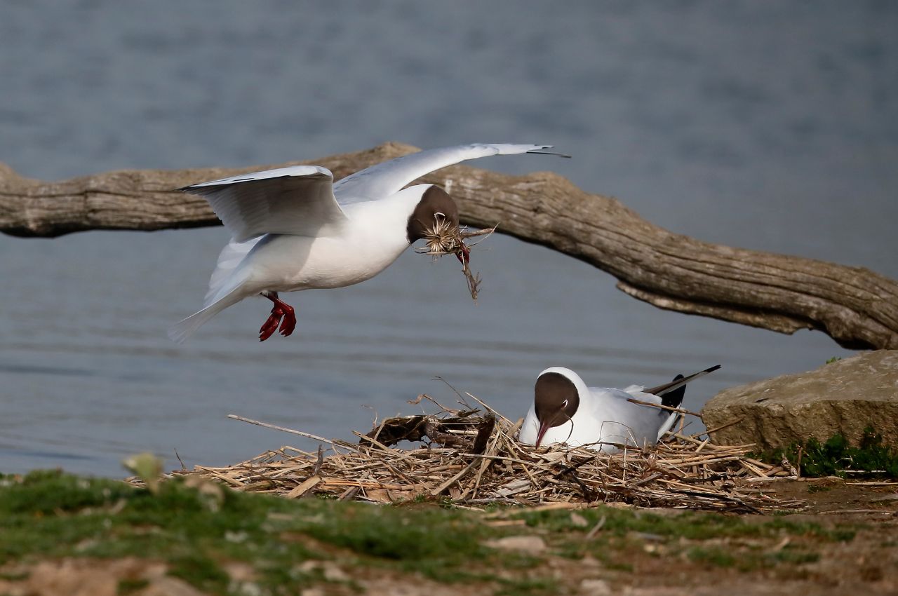 Jak wygląda Mewa Śmieszka?