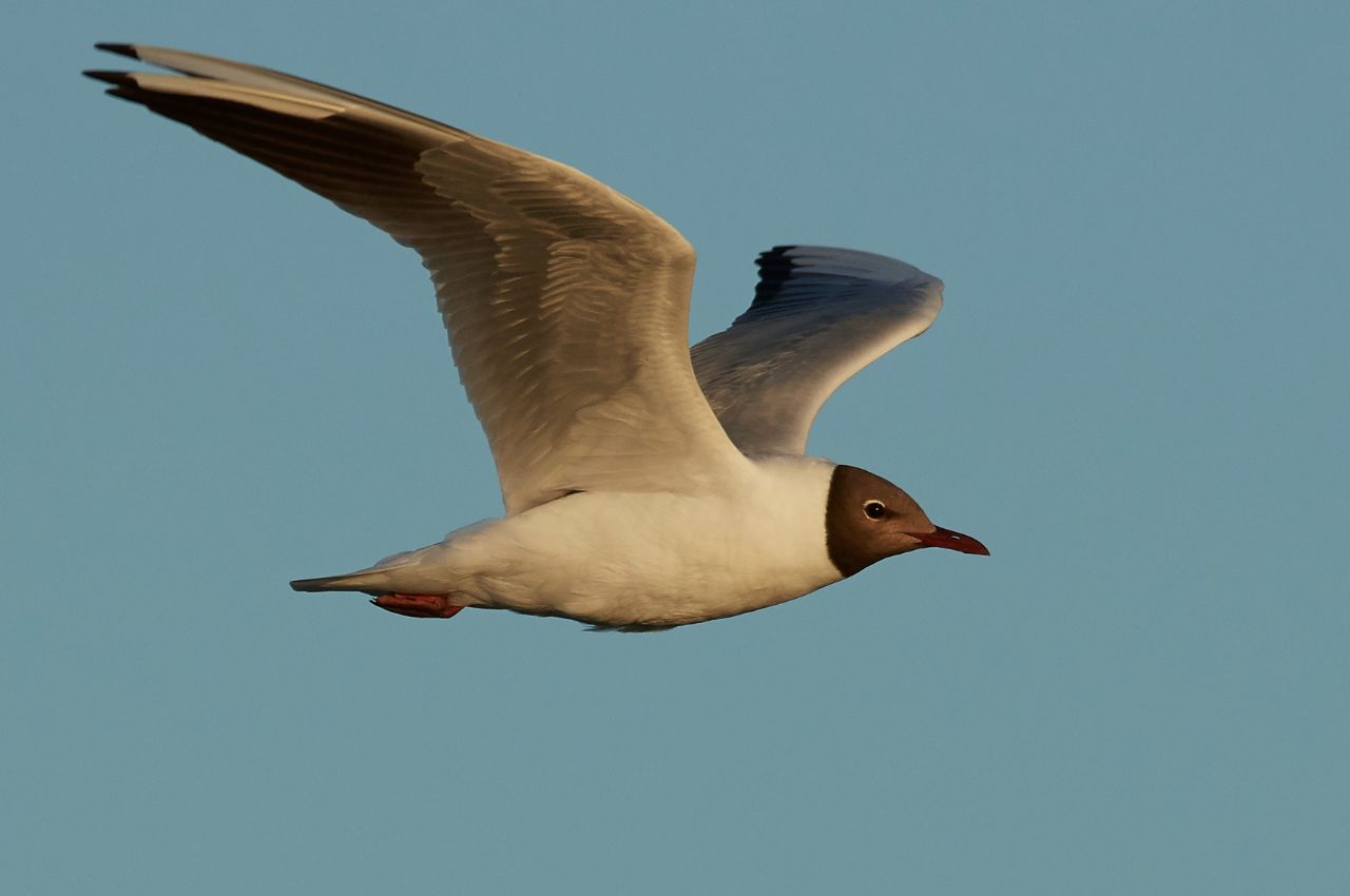 Jak wygląda Mewa Śmieszka?