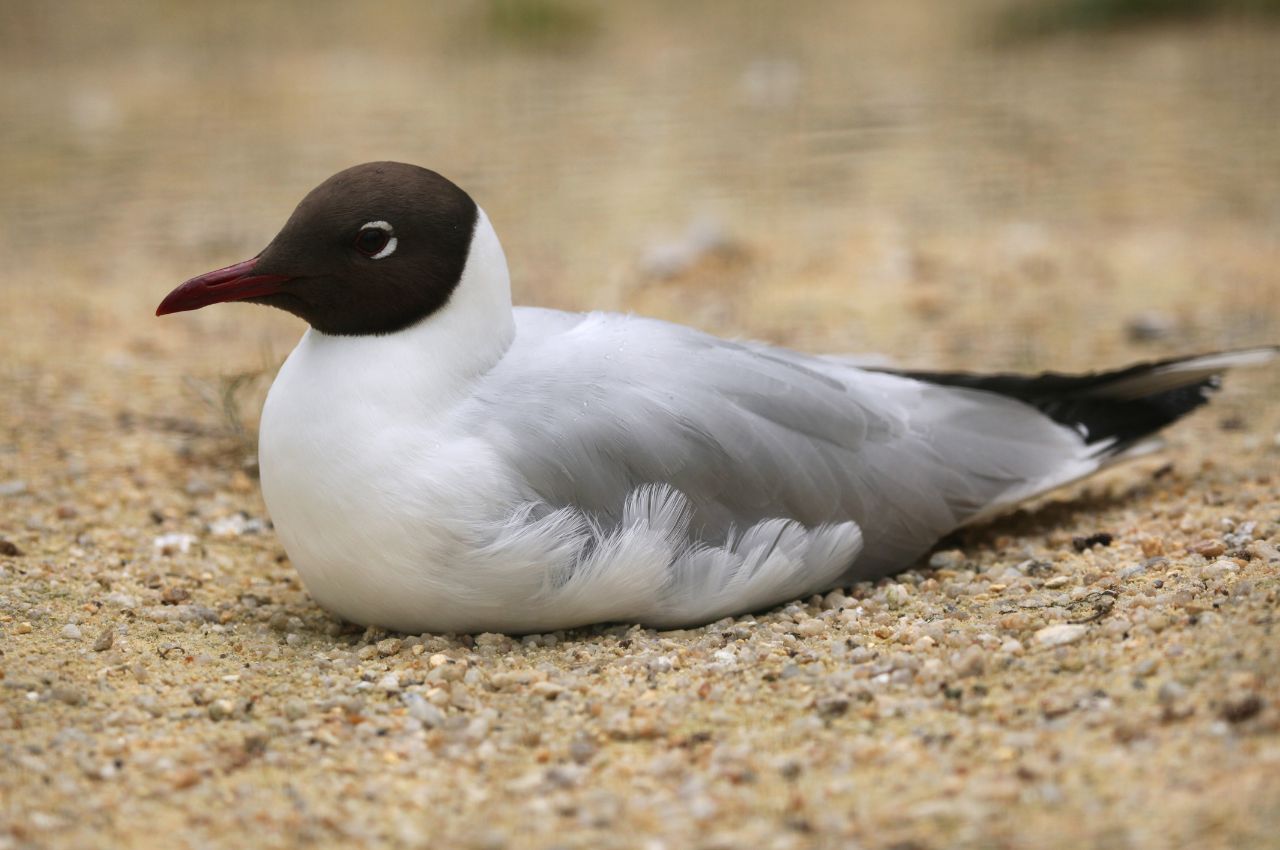 Jak wygląda Mewa Śmieszka?