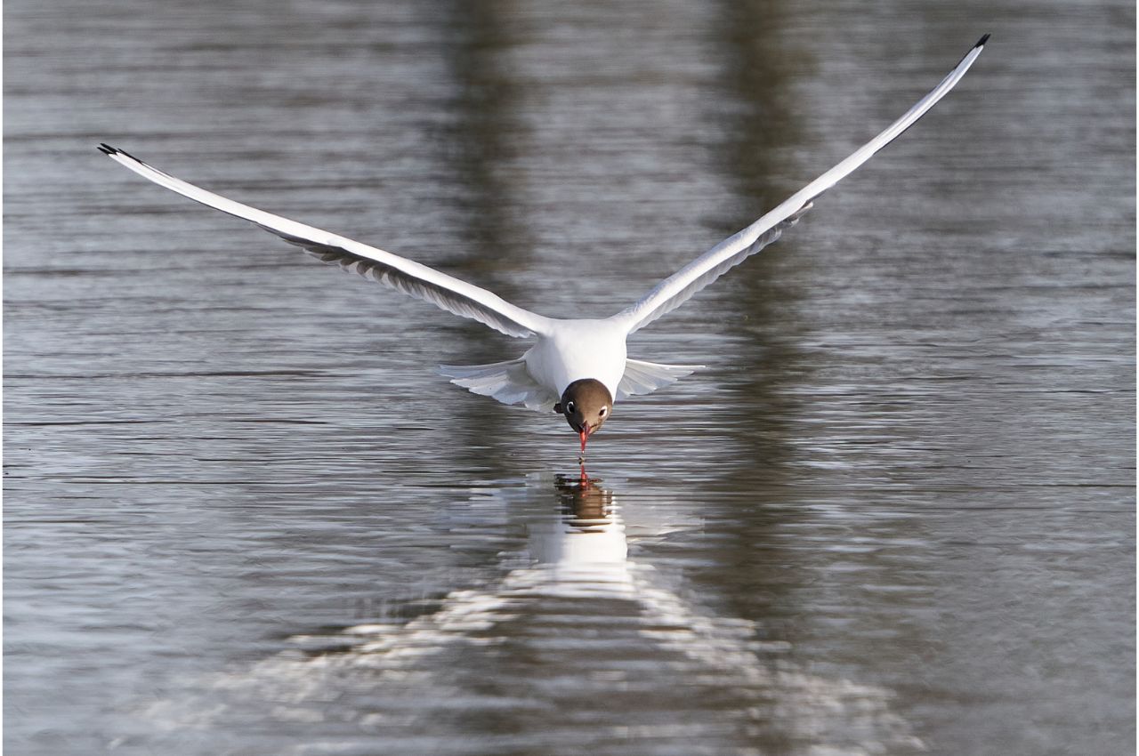 Jak wygląda Mewa Śmieszka?