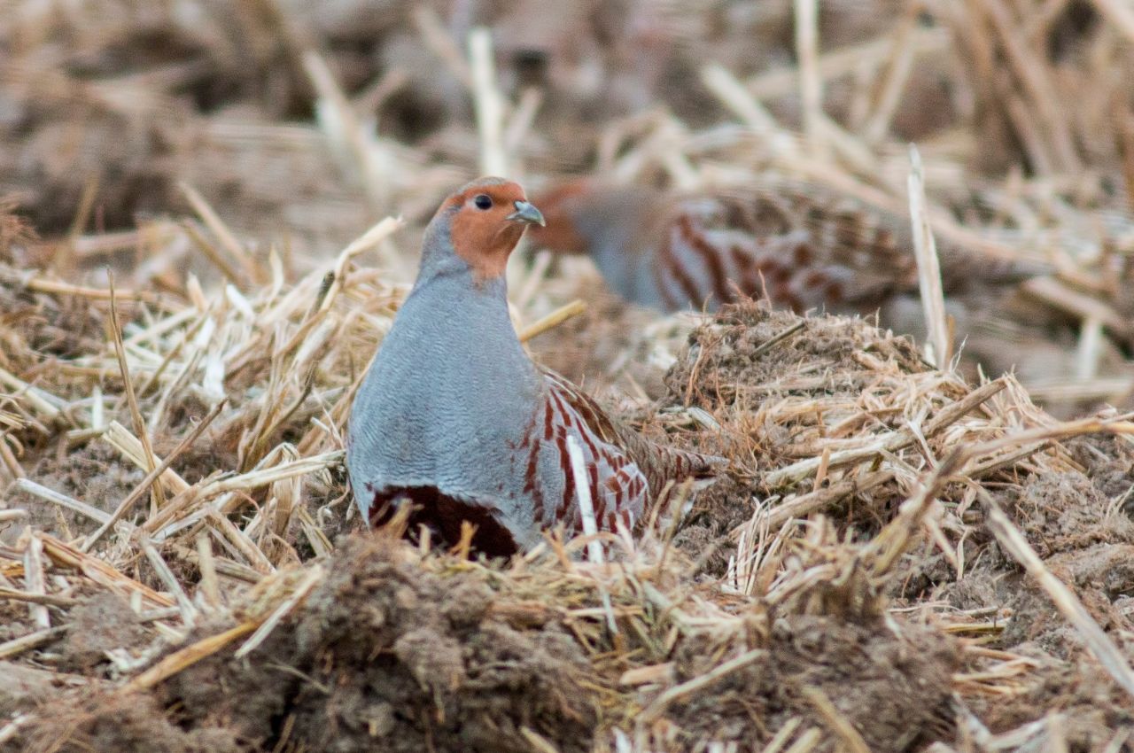 Jak wygląda Kuropatwa?