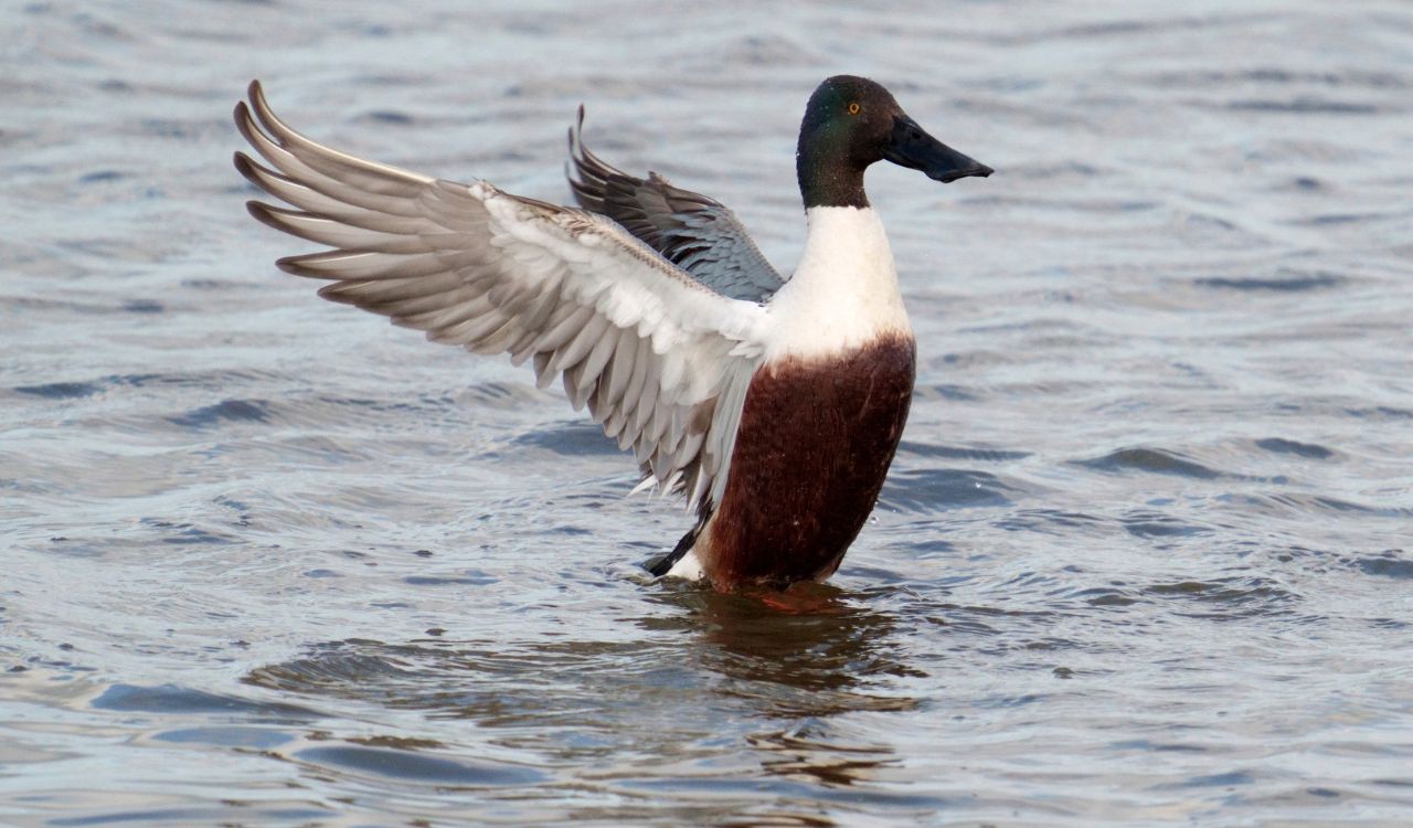 Jak wygląda Płaskonos?