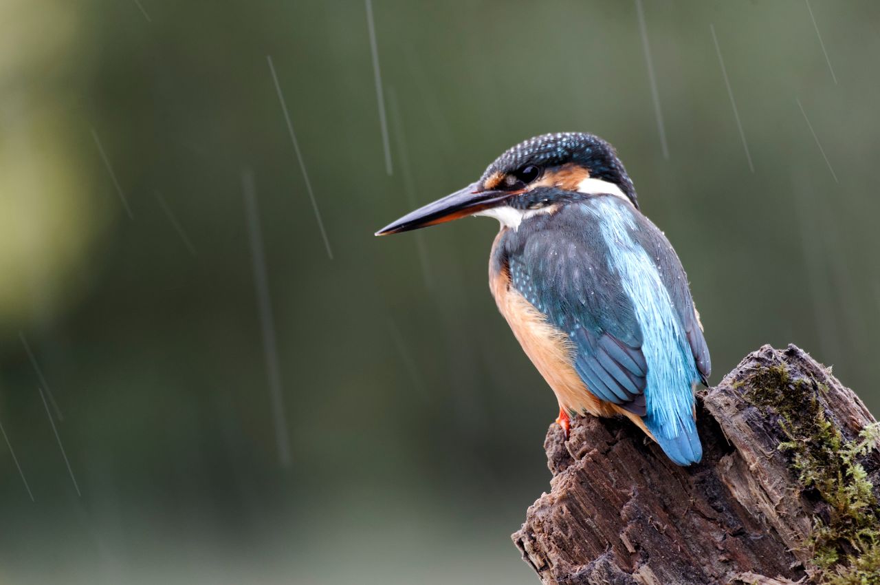 Jak wygląda Zimorodek?