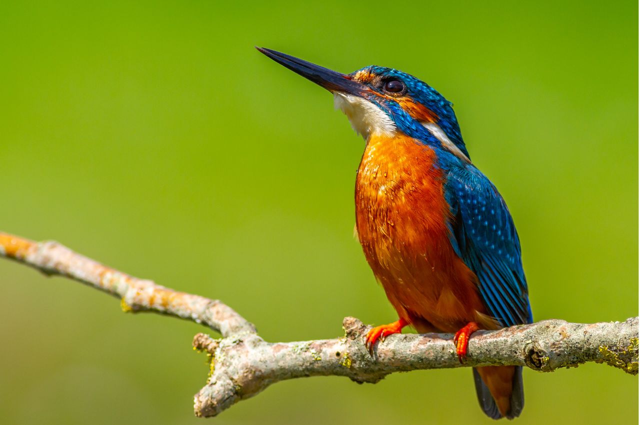 Jak wygląda Zimorodek?