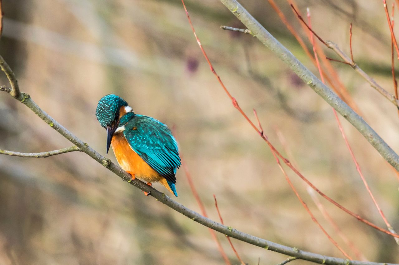 Jak wygląda Zimorodek?
