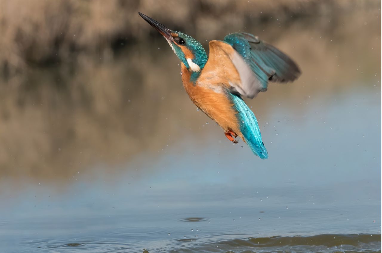 Jak wygląda Zimorodek?