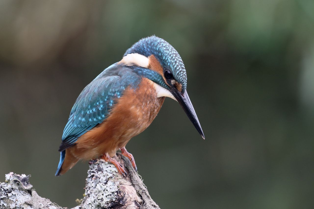 Jak wygląda Zimorodek?