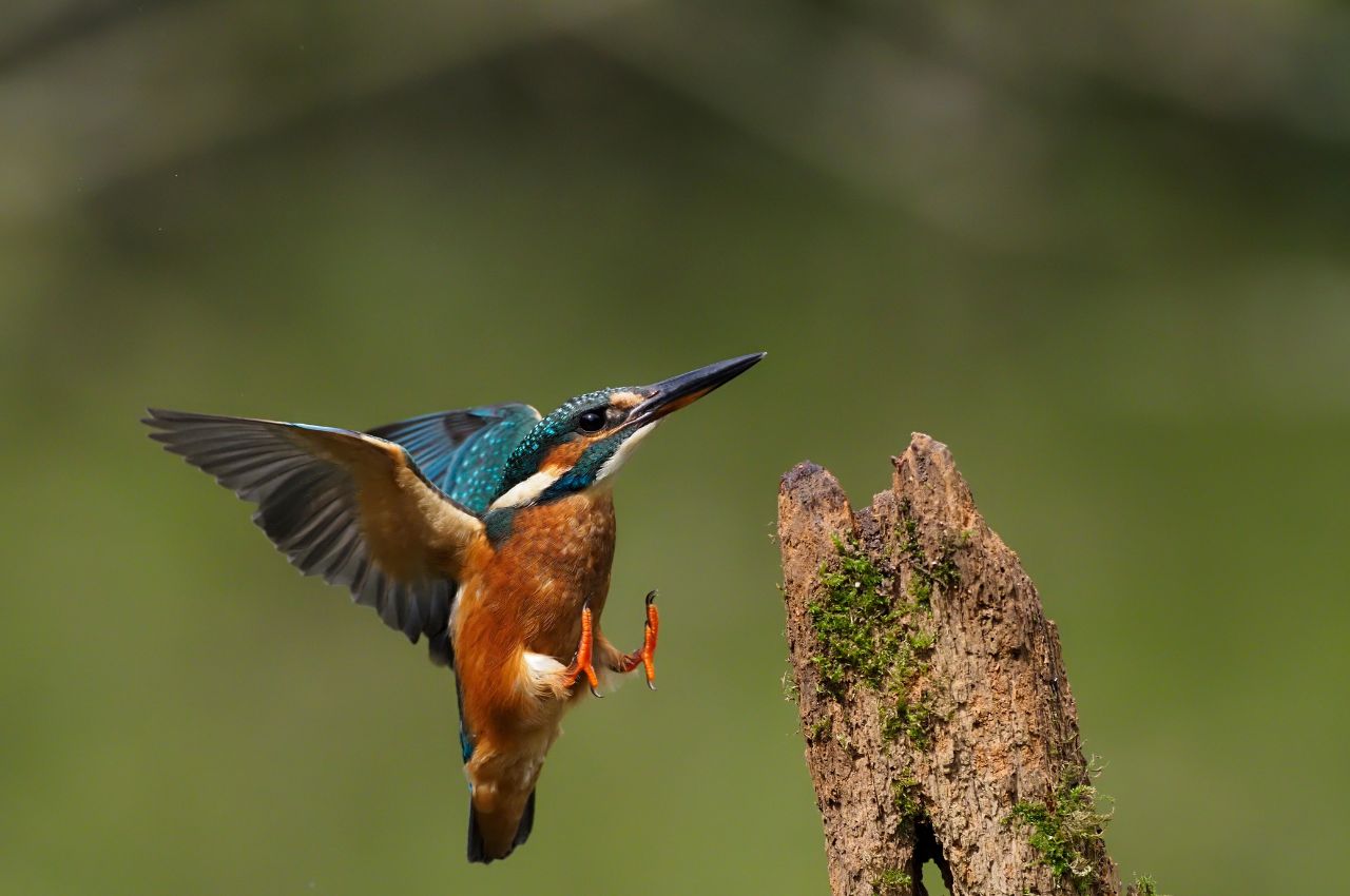 Jak wygląda Zimorodek?