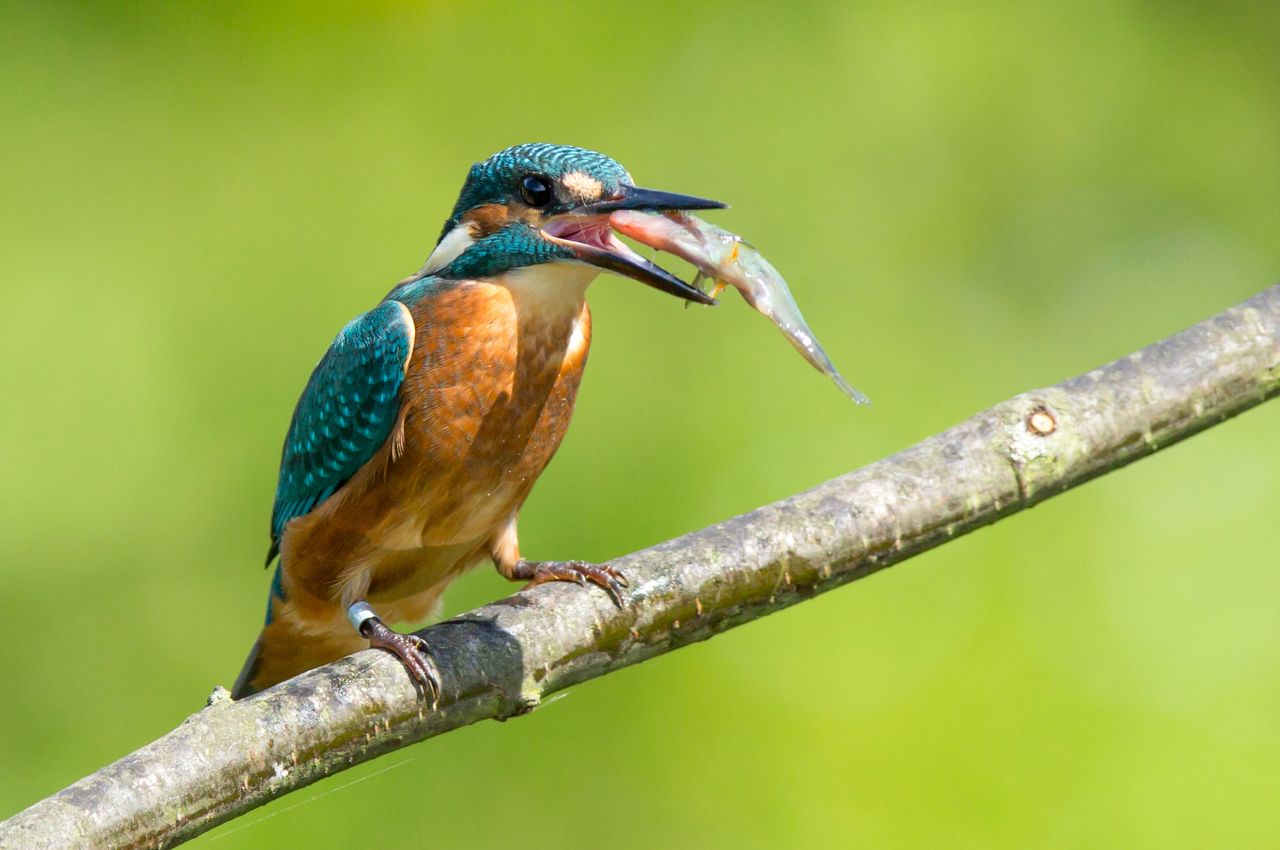 Jak wygląda Zimorodek?
