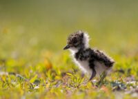 Jak wygląda mała Czjka?