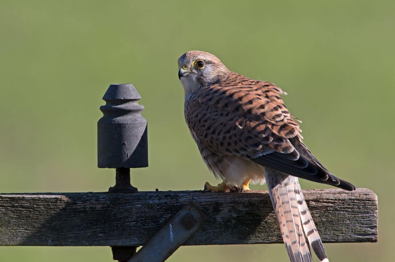 Jak wygląda Pustułka?