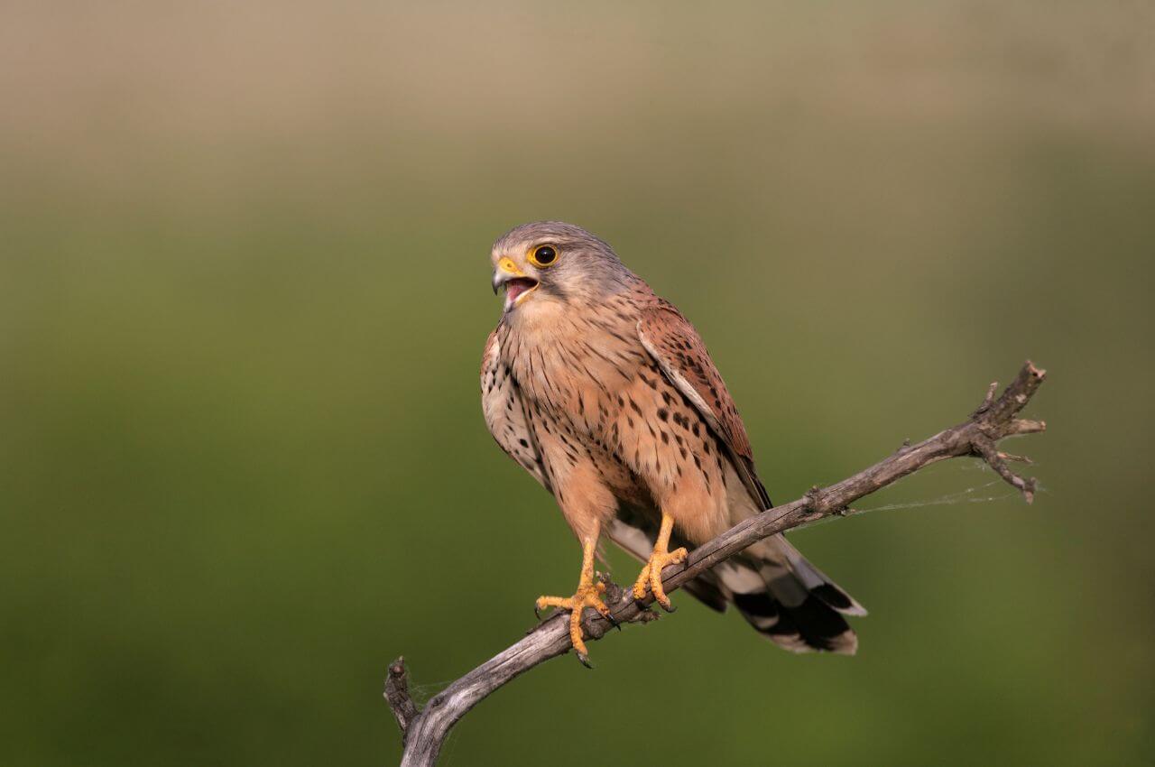 Jak wygląda Pustułka?