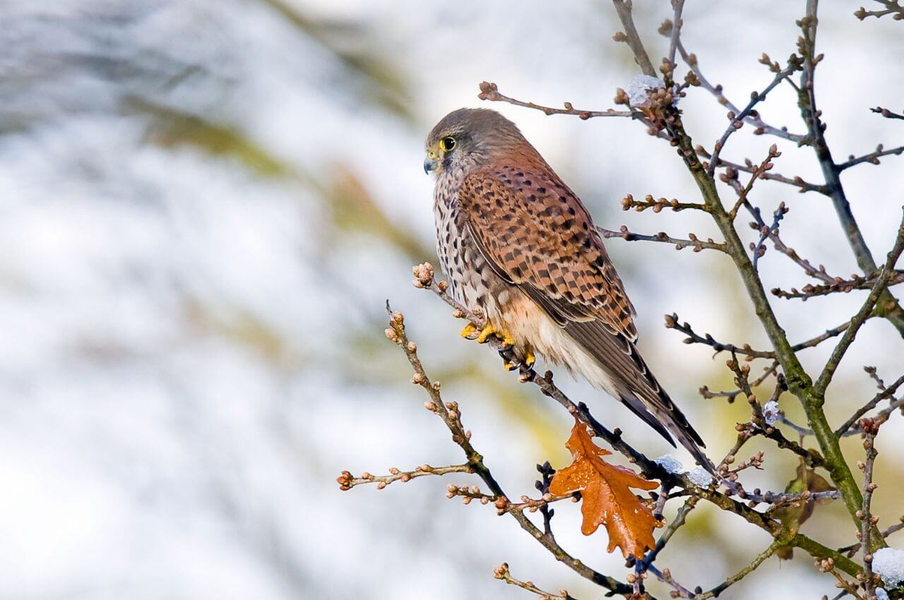 Jak wygląda Pustułka?