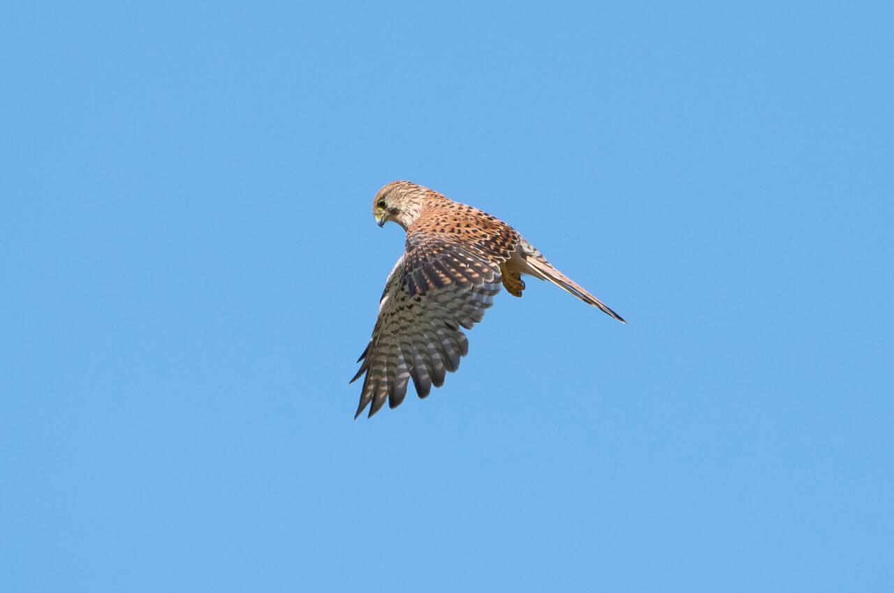 Jak wygląda Pustułka?