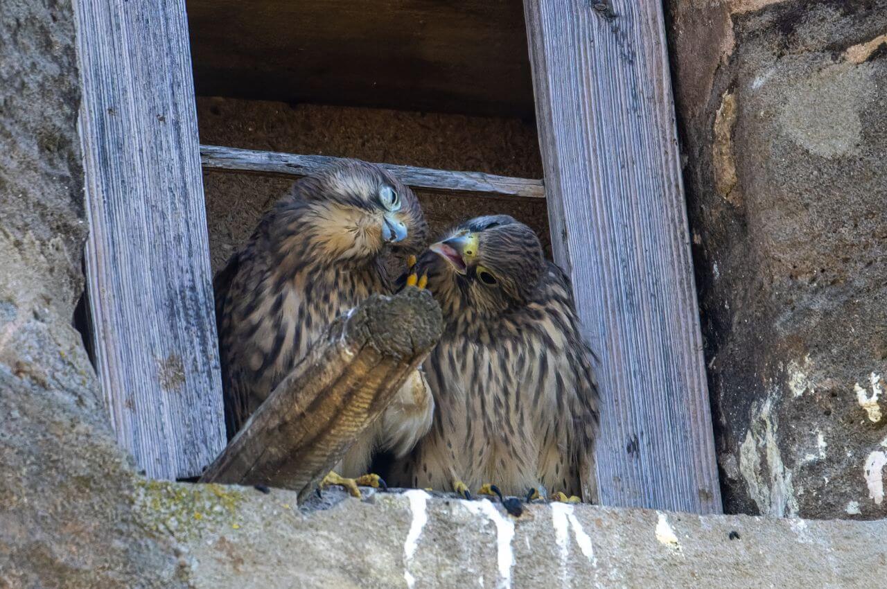 Jak wygląda Pustułka?