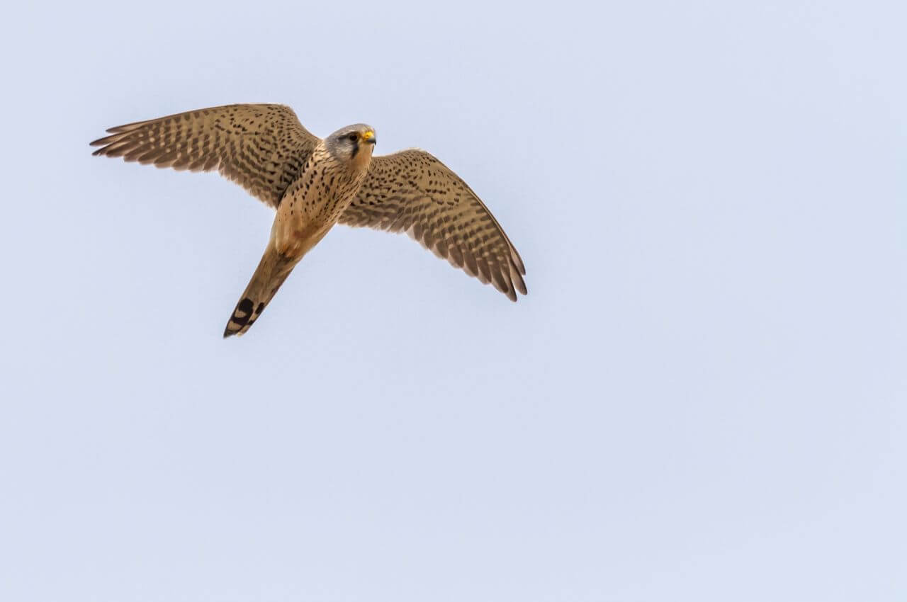 Jak wygląda Pustułka?