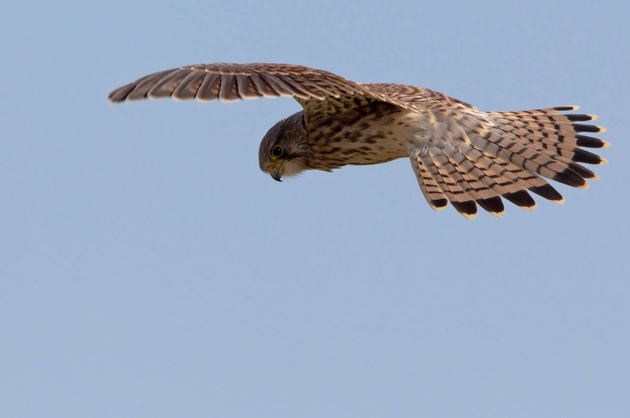 Jak wygląda Pustułka?