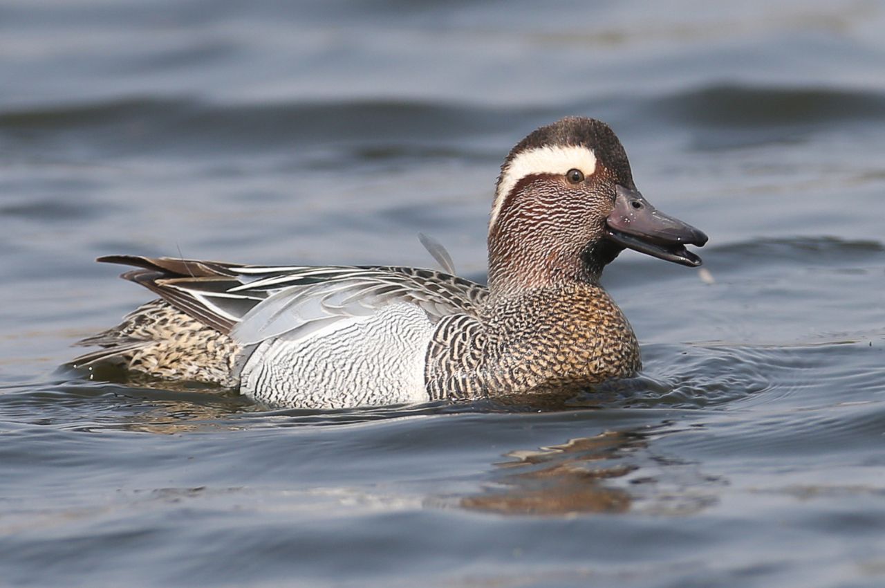 Jak wygląda Cyranka?