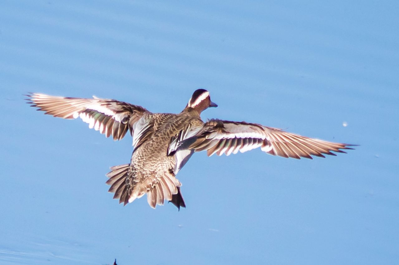Jak wygląda Cyranka w locie?