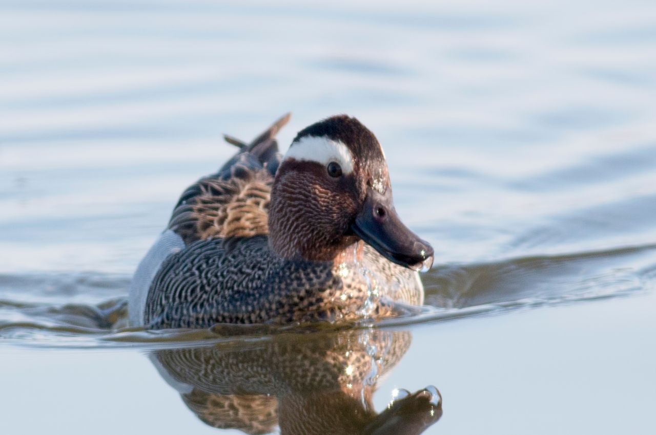 Jak wygląda Cyranka?
