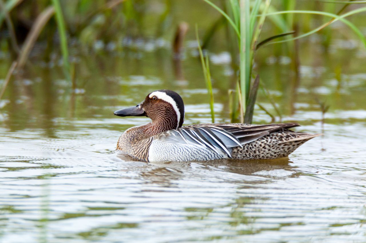 Jak wygląda Cyranka?