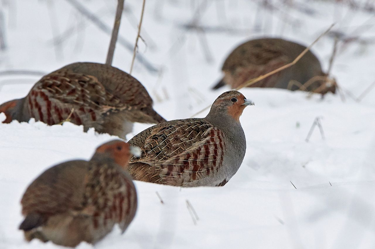 Jak wygląda Kuropatwa?