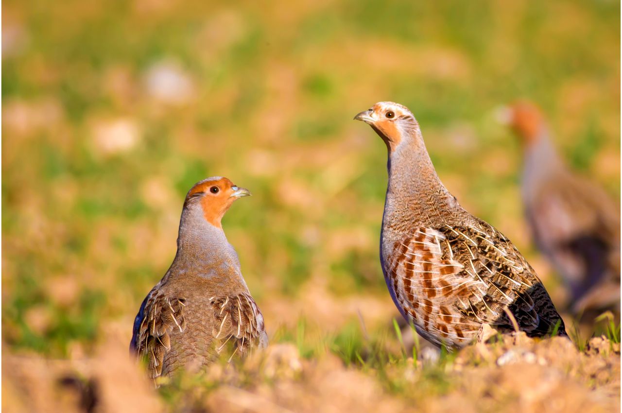 Jak wygląda Kuropatwa?