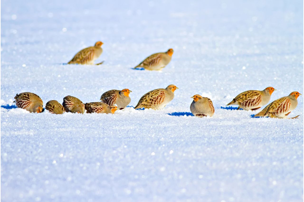 Jak wygląda Kuropatwa?