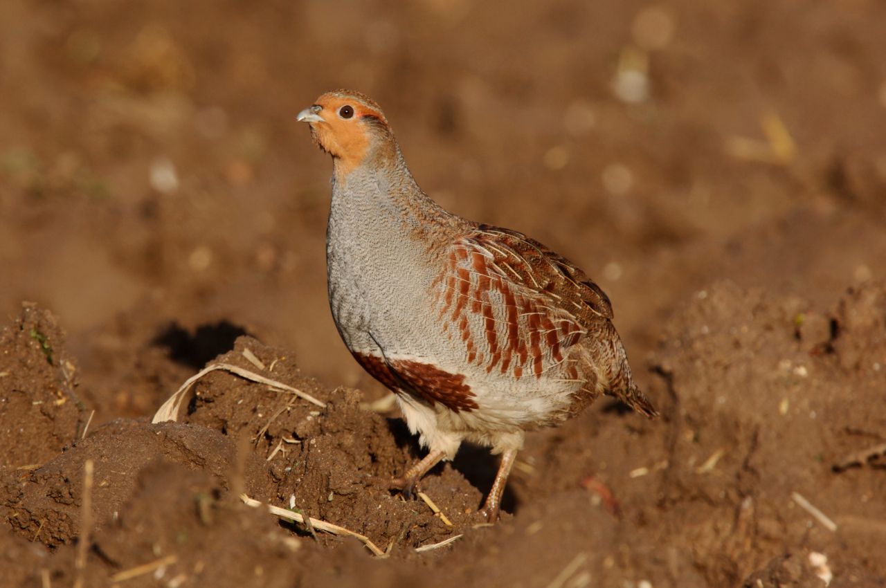 Jak wygląda Kuropatwa?