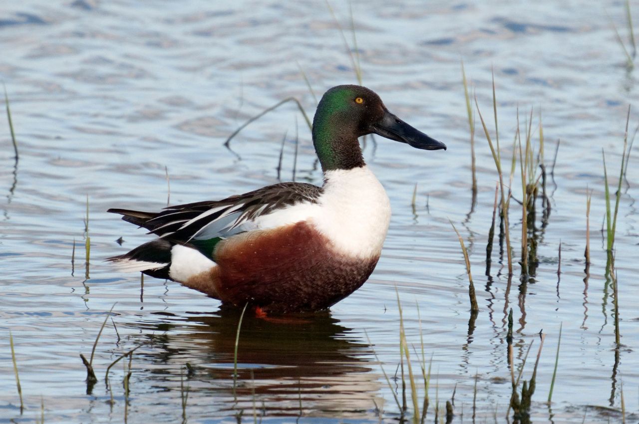 Jak wygląda Płaskonos?