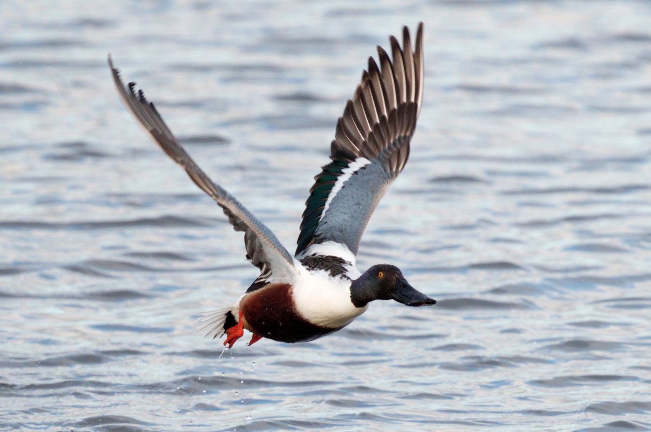 Jak wygląda Płaskonos?