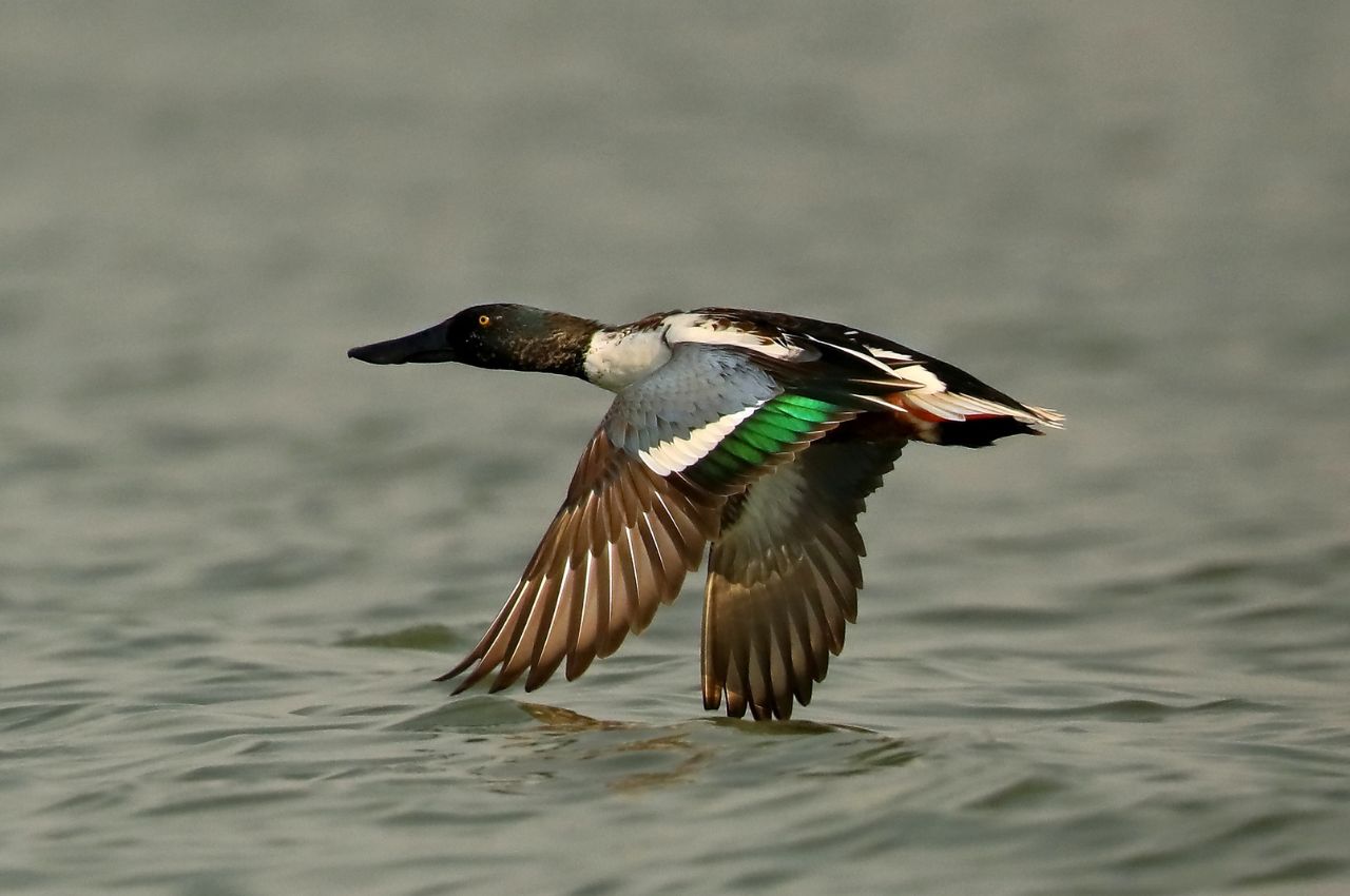 Jak wygląda Płaskonos?
