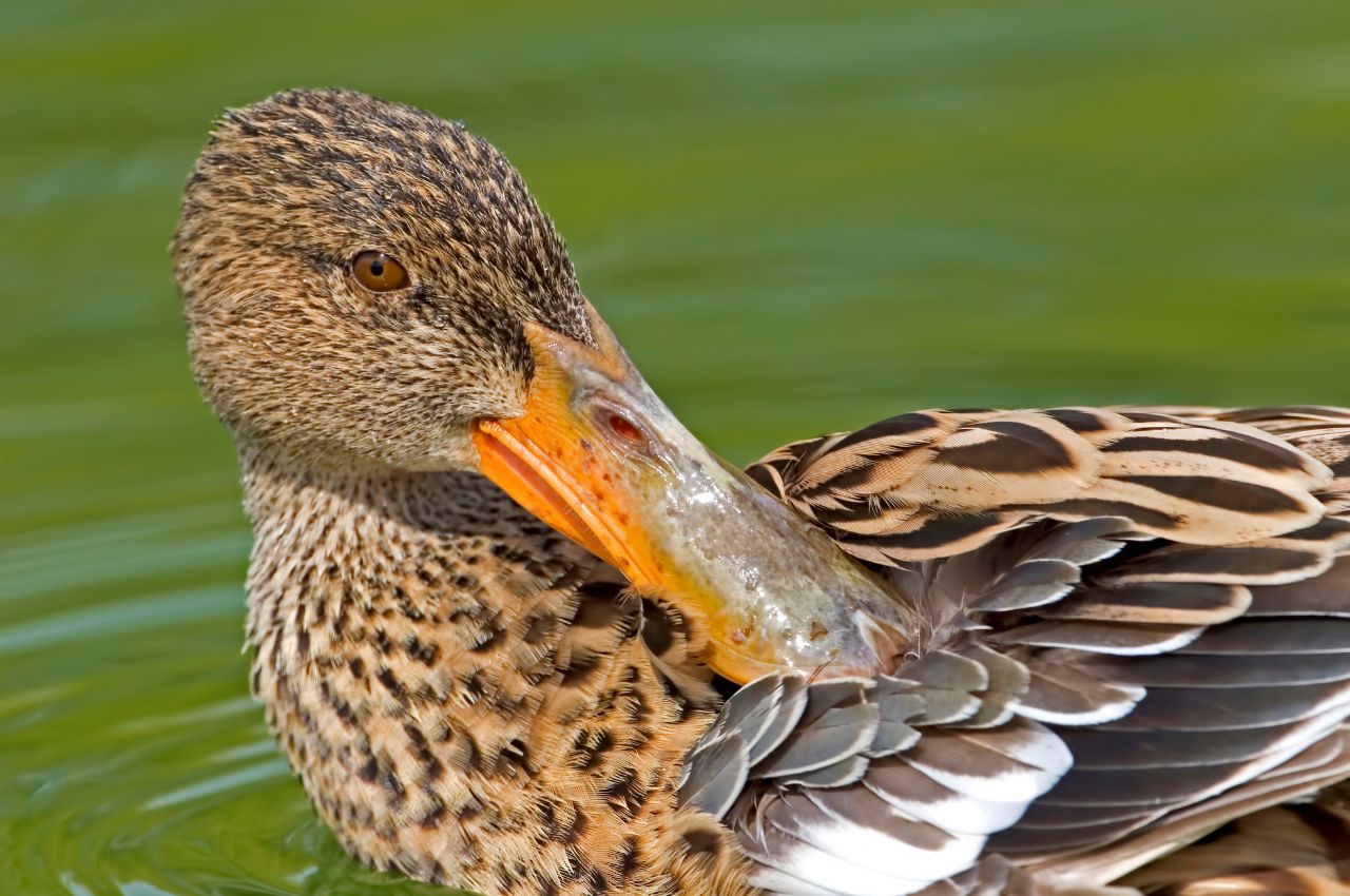 Jak wygląda Płaskonos?