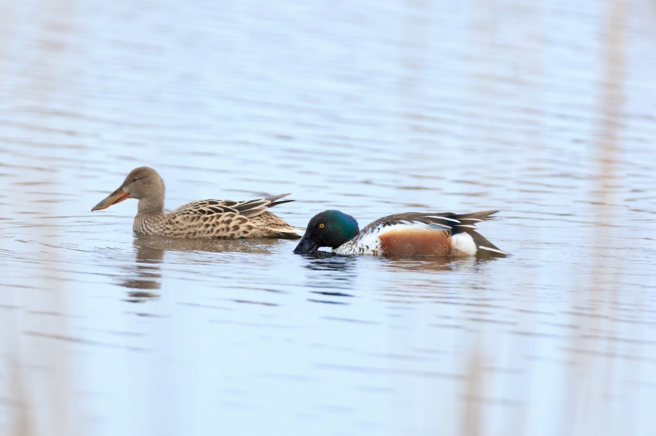 Jak wygląda Płaskonos?