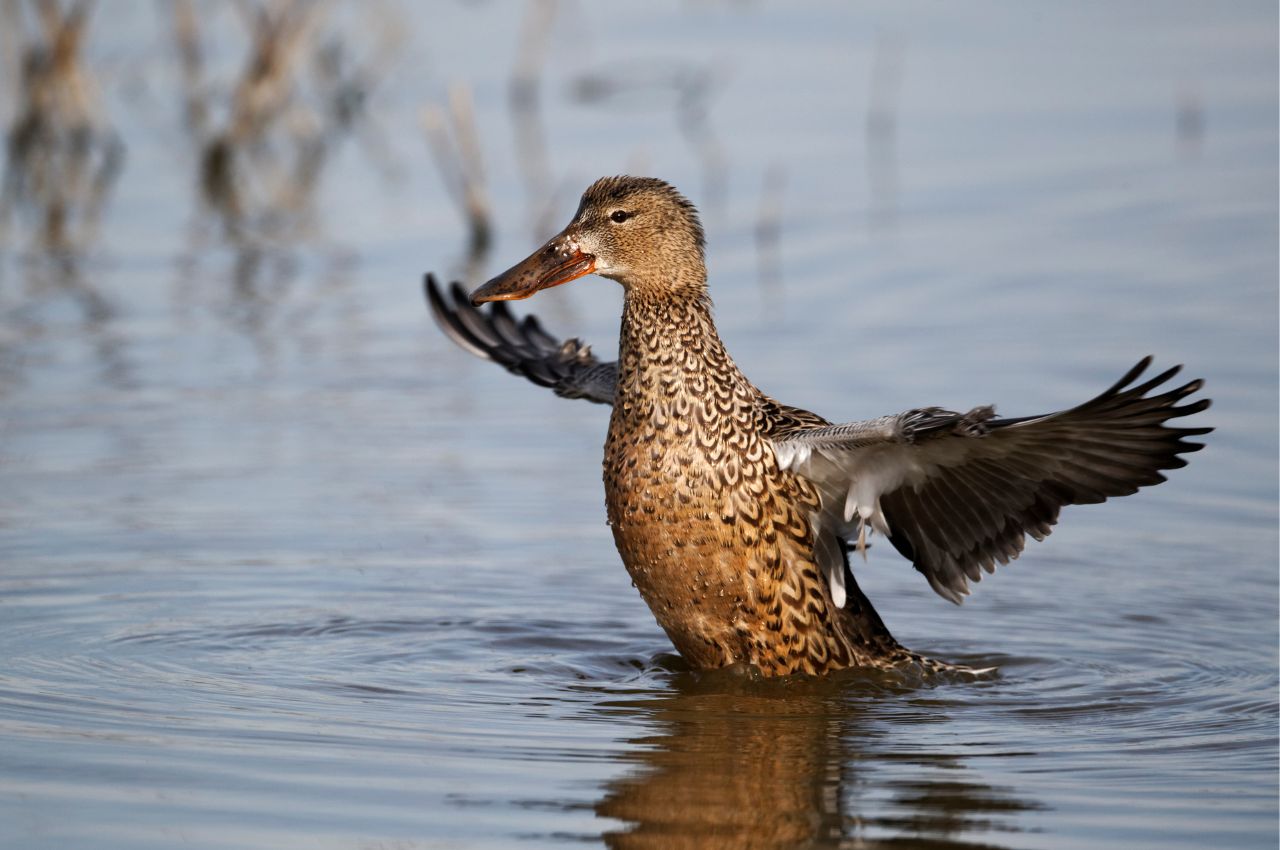 Jak wygląda Płaskonos?