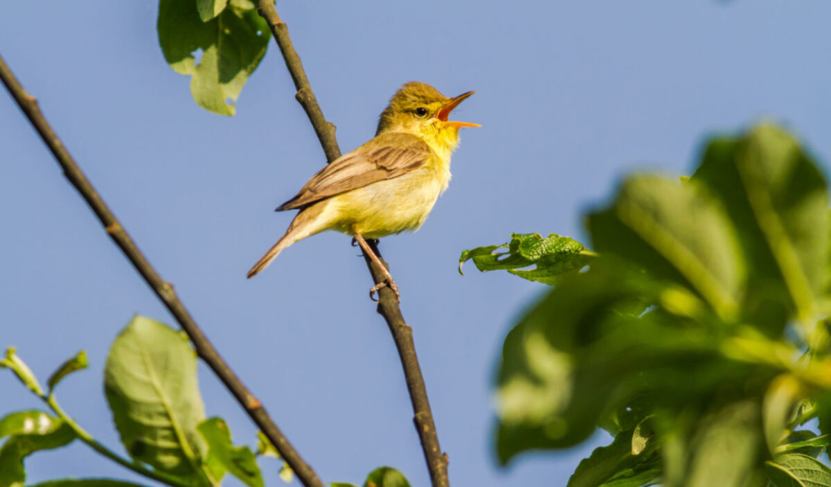 Female Animal main image 0