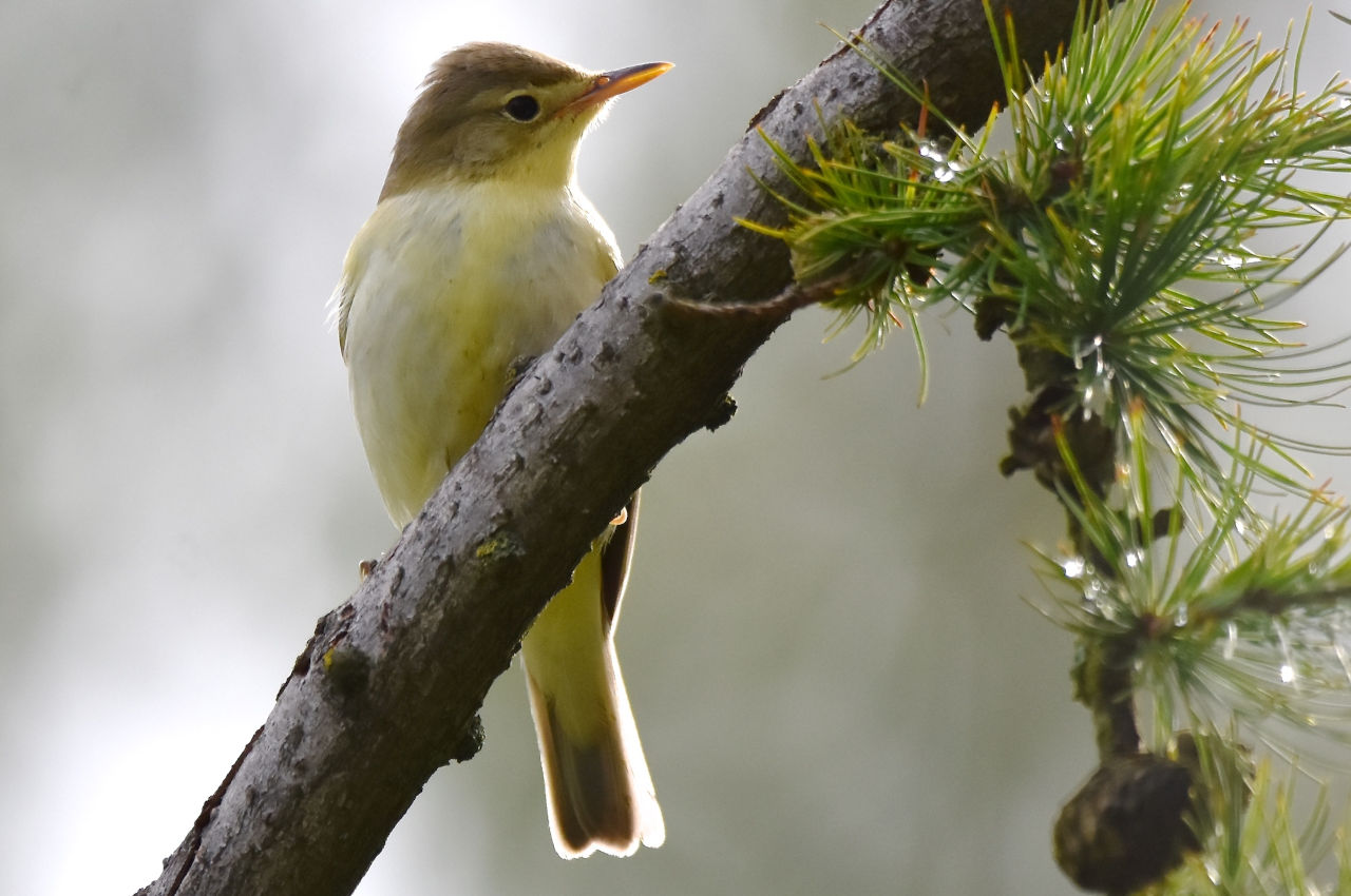Jak wygląda Zaganiacz?