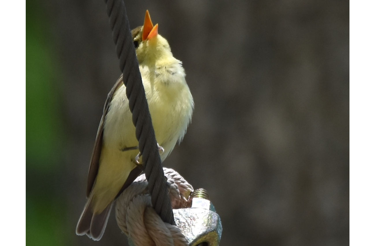 Jak śpiewa Zaganiacz?