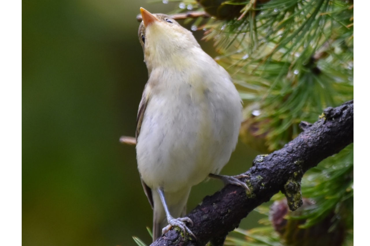 Jak śpiewa Zaganiacz?
