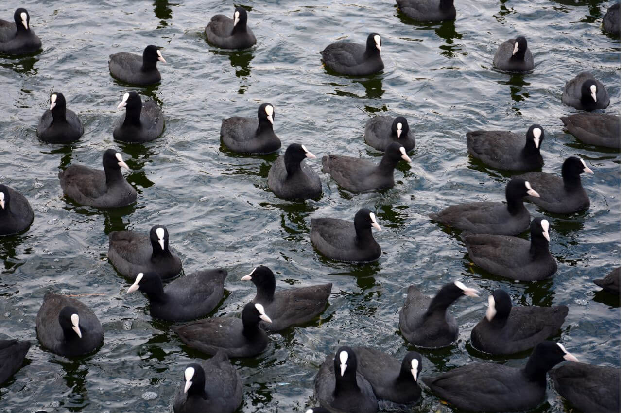 Jak wygląda stado Łysek?