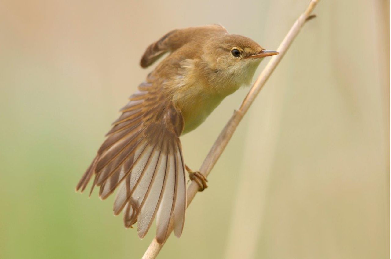 Jak wygląda Trzcinniczek?