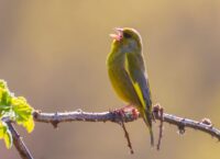 Jak wygląda Dzwoniec?