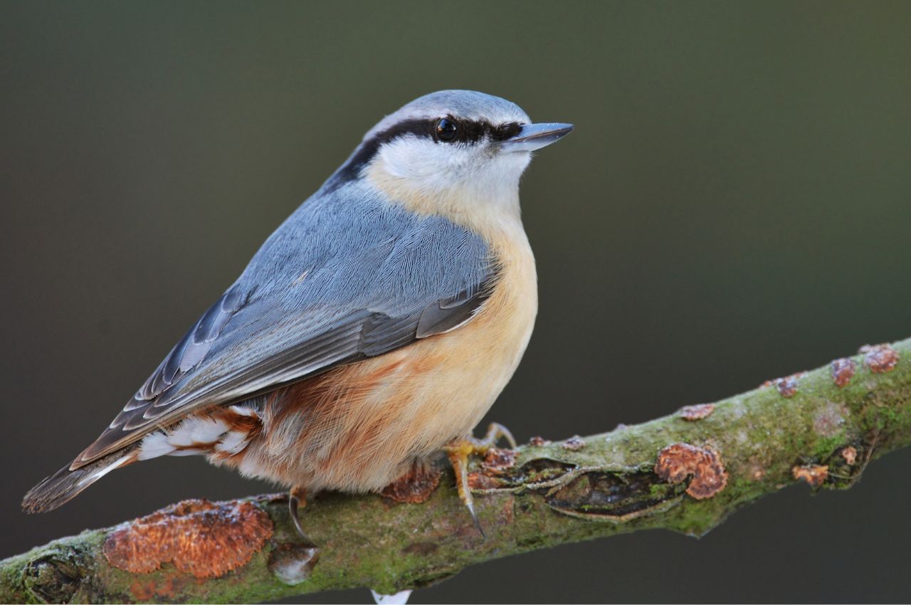 Jak wygląda Kowalik?