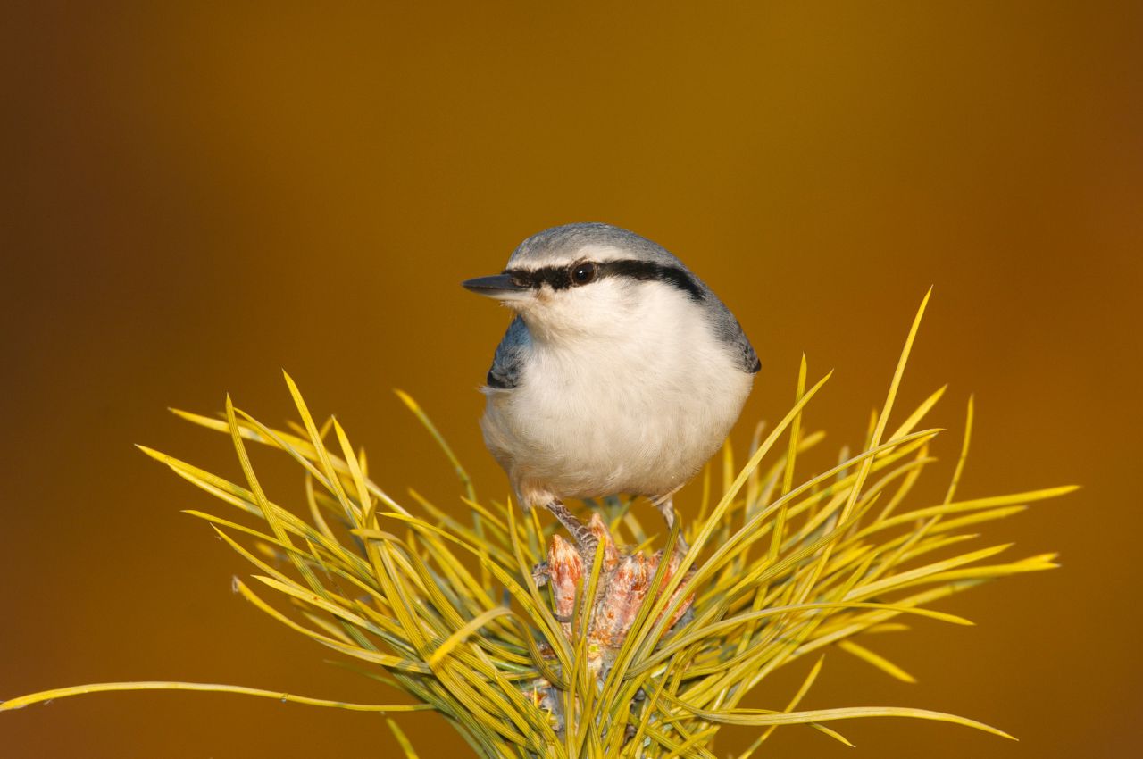 Jak wygląda Kowalik?