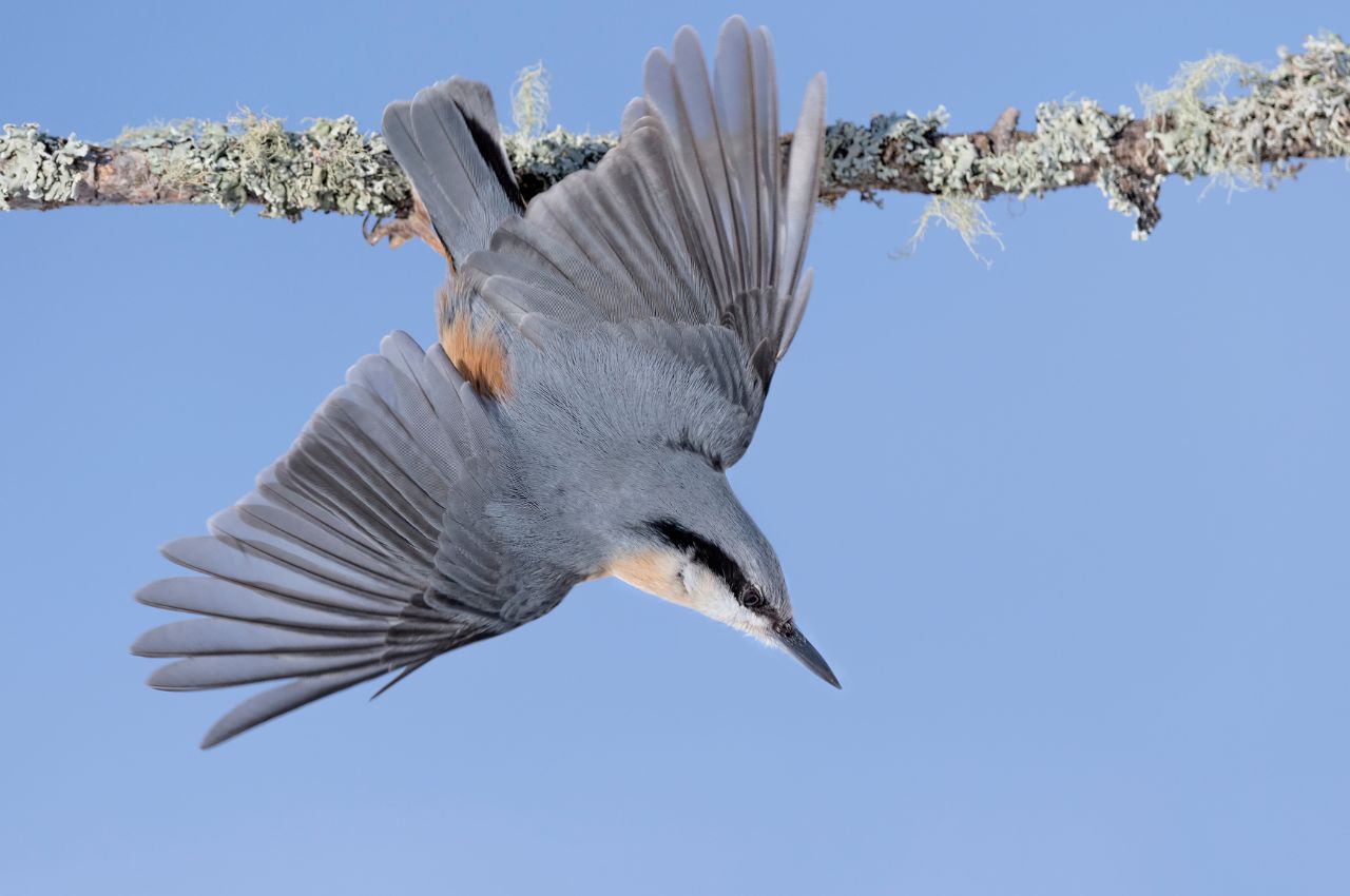 Jak wygląda Kowalik?